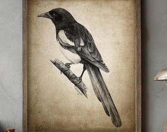 Magpie Pencil Drawing, Corvid Decor, Crow Wall Art, Maggie Bird Sketch