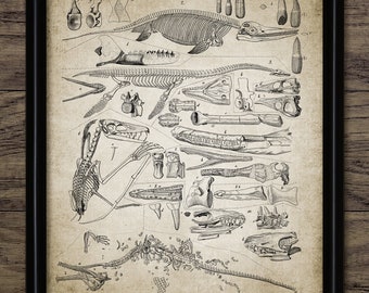Liopleurodon Etsy