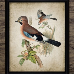 Jay Bird Wall Art, Vintage Digital Print, Printable Eurasian Jay Bird, Rustic Instant Bird Print #4528 INSTANT DOWNLOAD