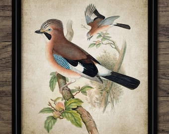 Jay Bird Wall Art, Vintage Digital Print, Printable Eurasian Jay Bird, Rustic Instant Bird Print #4528 INSTANT DOWNLOAD