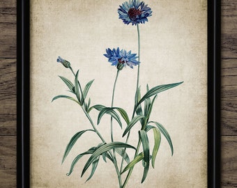 Cornflower Wall Art, Printable Cornflowers, Blue Wild Flower Art, Vintage Botanical, Floral Meadow, Bachelors Button #111 INSTANT DOWNLOAD