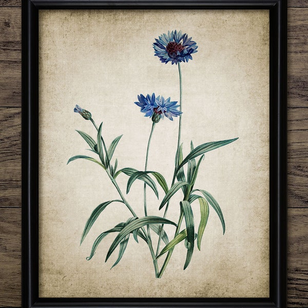 Cornflower Wall Art, Printable Cornflowers, Blue Wild Flower Art, Vintage Botanical, Floral Meadow, Bachelors Button #111 INSTANT DOWNLOAD