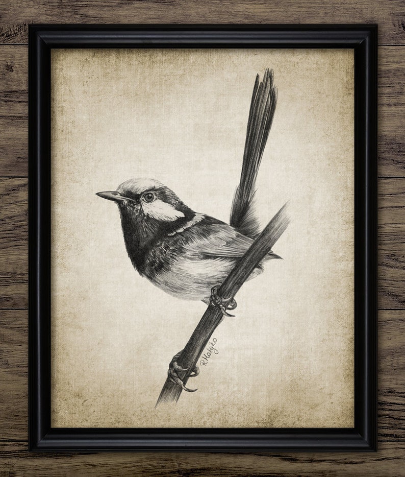 Fairy Wren Pencil Drawing Printable Wren Drawing British | Etsy