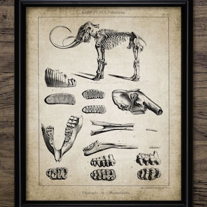 Vintage Mammoth Wall Art, Printable Mammoth, Prehistoric Mammal, Mammal Skeleton, Paleontology #531 INSTANT DOWNLOAD