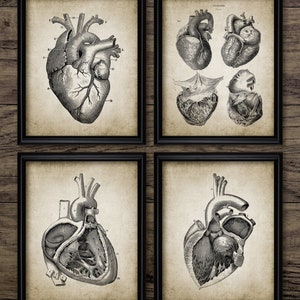 Heart Wall Art Set Of 4, Printable Cardiology, Human Anatomy, Human Biology, Medical Student, Cardiovascular Health #3762 INSTANT DOWNLOAD