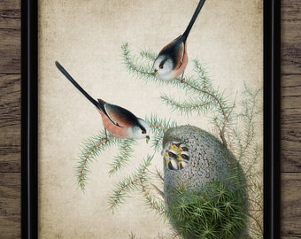 Long Tailed Tit Nest Wall Art, Vintage Digital Print, Printable Long Tailed Tit Garden Bird, Rustic Instant Bird Art #4530 INSTANT DOWNLOAD