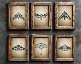 Rustic Moths Print Set of 6, Vintage Moth Sketches, Antique Wall Art, Cottagecore Decor, Insect Prints