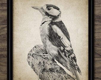 Great Spotted Woodpecker Wall Art, Printable Woodpecker, Woodpecker Bird, Fall Forest, Autumn Woodland, Ornithology #3507 INSTANT DOWNLOAD