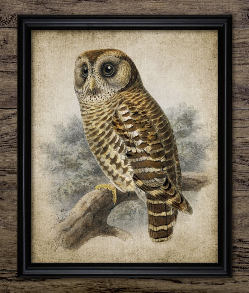 Vintage Owl Art Prints