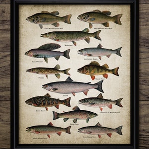 Arte mural de pesca, pez imprimible, pez vintage, póster de pesca, pez de agua dulce, trucha, lubina, salmón, regalo de pesca n.° 1430 (descarga instantánea)