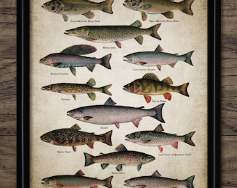 Fishing Wall Art, Printable Fish, Vintage Fish, Angling Poster, Freshwater Fish, Trout, Bass, Salmon, Fishing Gift #1430 INSTANT DOWNLOAD