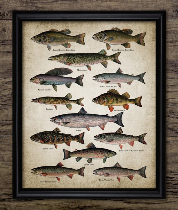 Fishing Wall Art, Printable Fish, Vintage Fish, Angling Poster, Freshwater  Fish, Trout, Bass, Salmon, Fishing Gift #1430 INSTANT DOWNLOAD