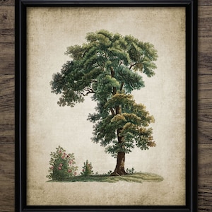 Vintage Oak Tree Wall Art, Printable Oak Tree Art, Woodland, Forest, Trees, Oak Tree Wall Art, Vintage Botanical Art #204 INSTANT DOWNLOAD