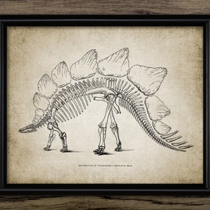 Dinosaur Wall Art, Printable Stegosaurus, Fossil Skeleton, Paleontology, Natural History, Dinosaur Bedroom Wall Art #2179 INSTANT DOWNLOAD