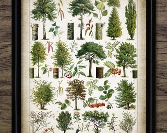 May include: A vintage botanical illustration of 15 different trees, labeled with numbers and French names. The trees are depicted in various stages of growth, with some showing their leaves, flowers, and fruits. The illustration is printed on a cream-colored paper with a textured background.