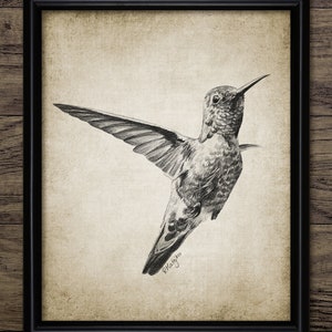 Kolibri Bleistiftzeichnung, Kolibri Zeichnung, druckbare Kolibri, Vogel Dekor, Kolibri Wand Kunst #3927 SOFORTIGER DOWNLOAD