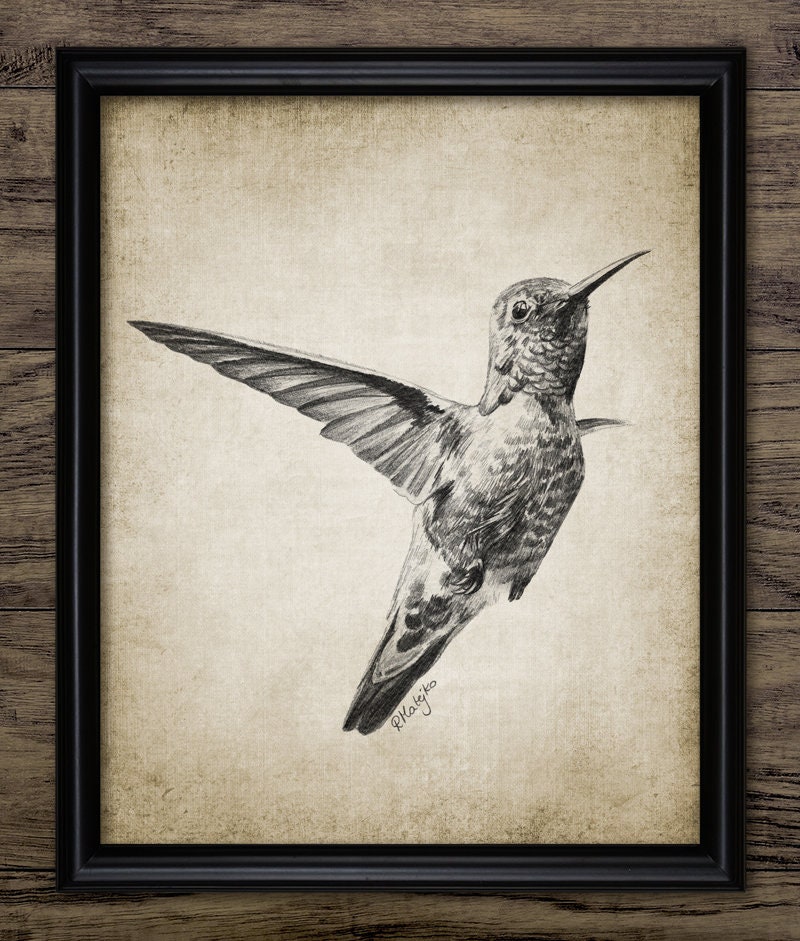 Disegno a matita di un colibrì, disegno di un colibrì, colibrì