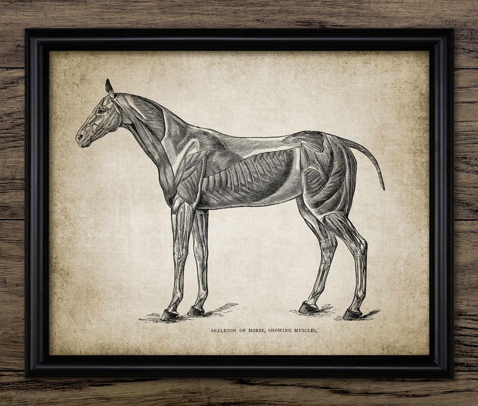 Vintage Horse Muscles Print Horse Anatomy Illustration | Etsy