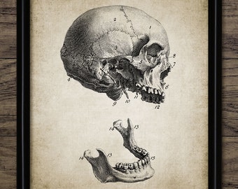 Human Skull Wall Art, Printable Human Anatomy, Vintage Human Skull, Skull Anatomy, Medical Health Care Physician #366 INSTANT DOWNLOAD