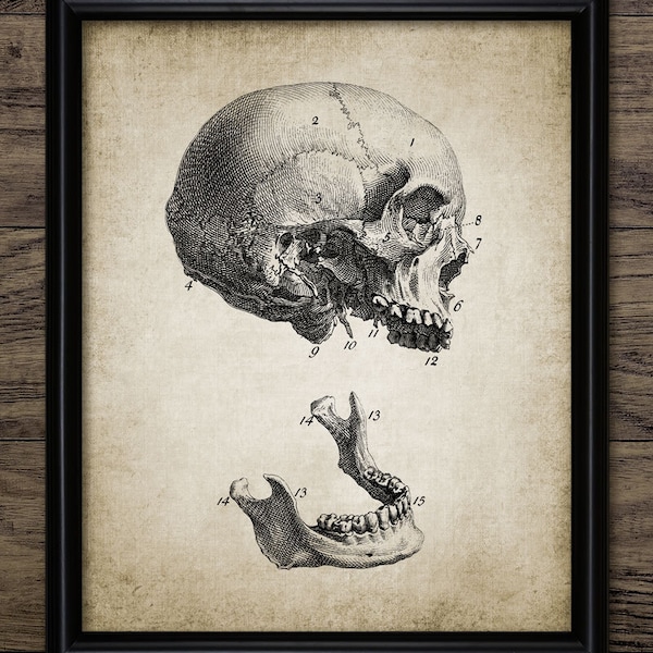 Human Skull Wall Art, Printable Human Anatomy, Vintage Human Skull, Skull Anatomy, Medical Health Care Physician #366 INSTANT DOWNLOAD
