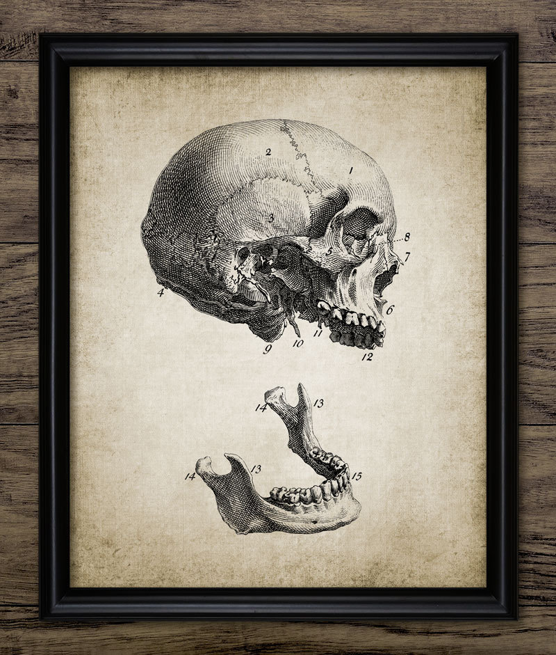 Human Skull Wall Art, Printable Human Anatomy, Vintage Human Skull, Skull Anatomy, Medical Health Care Physician #366 INSTANT DOWNLOAD