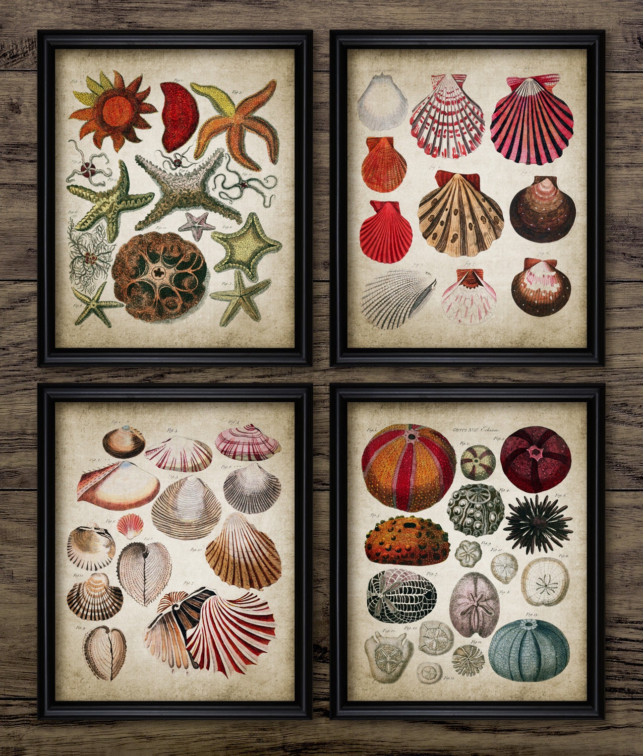 Vintage Bathroom Wall Art Set Of 4 Starfish Sea Urchin Etsy