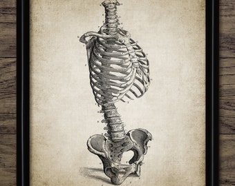 Skelett Art Print, druckbare Skelett, menschliche Anatomie, Vintage menschliches Skelett, Humanbiologie, Medizinstudent Geschenk #3605 INSTANT DOWNLOAD