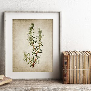 May include: A framed botanical illustration of rosemary with white flowers on a beige background. The print is in a light gray frame and is sitting on a wooden surface.