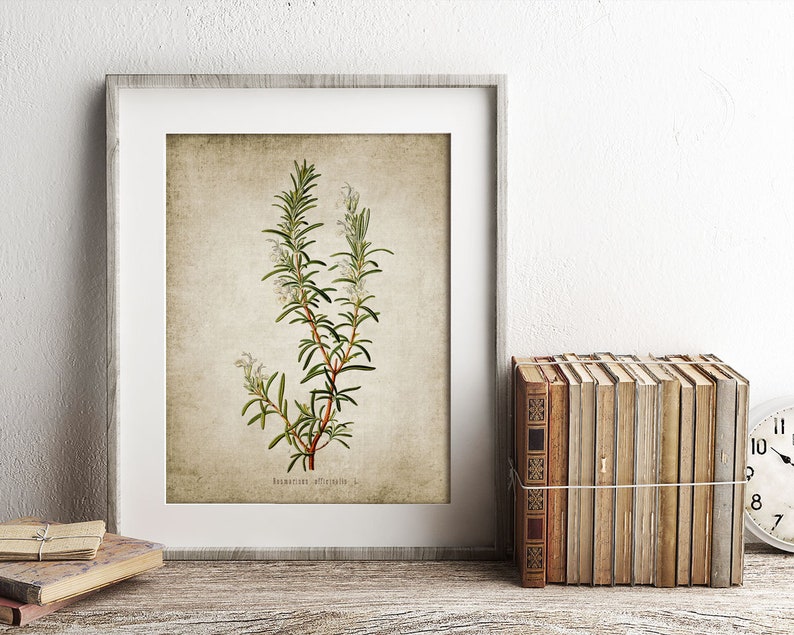 May include: A framed botanical illustration of rosemary with white flowers on a beige background. The print is in a light gray frame and is sitting on a wooden surface.
