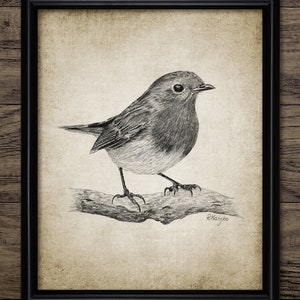 Robin Pencil Drawing, Printable Robin Drawing, Robin Bird Decor, Robin Art, Robin Bird Wall Art, Cute Bird Wall Art #3374 INSTANT DOWNLOAD