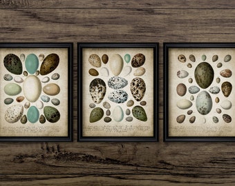 Vintage Bird Egg Wall Art Set of 3, Printable Bird Eggs, Bird Enthusiast, Bird Watcher Gift, Oology #182 INSTANT DOWNLOAD