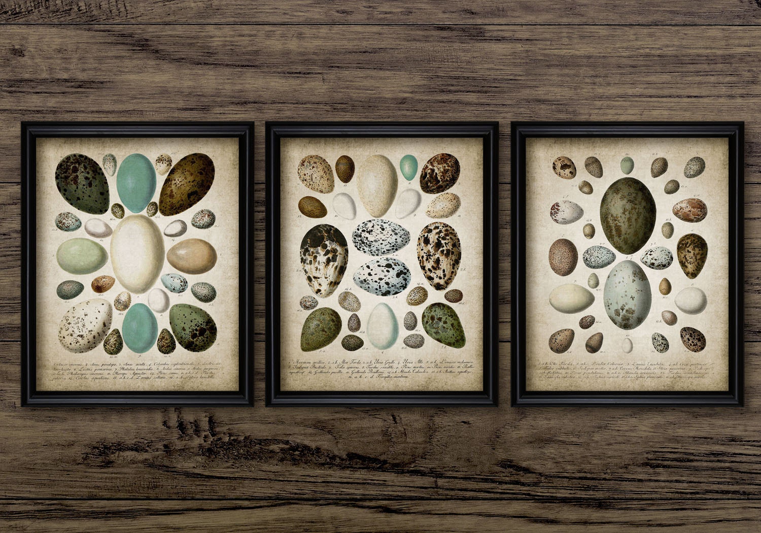 Bird Egg Wall Art Set of 3 Printable Bird Eggs Bird Etsy