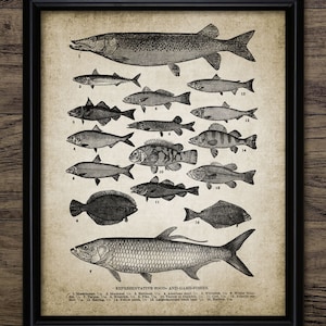 Fish Wall Art, Printable Fish, Fishing, Angling, Freshwater Fish, Game Fishing, Fly Fishing, Course Fishing, Angler #319 INSTANT DOWNLOAD