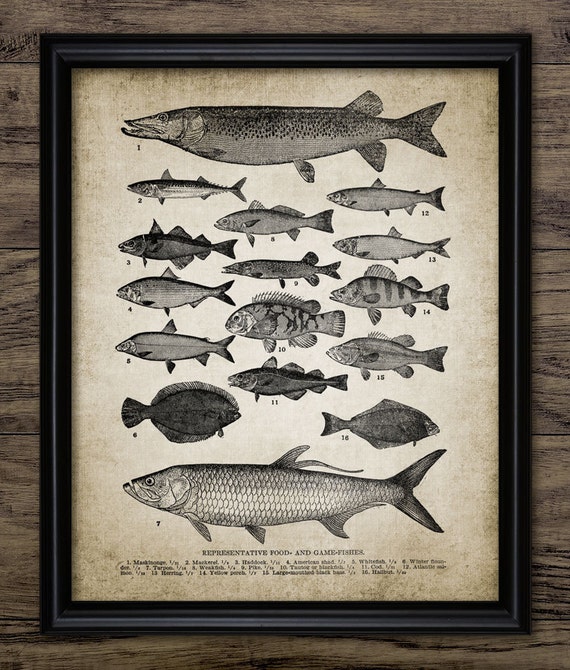 Fish Wall Art, Printable Fish, Fishing, Angling, Freshwater Fish