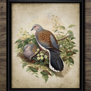 Nesting Turtle Dove Wall Art, Vintage Digital Print, Printable European Turtle Dove, Rustic Instant Bird Print #4555 INSTANT DOWNLOAD