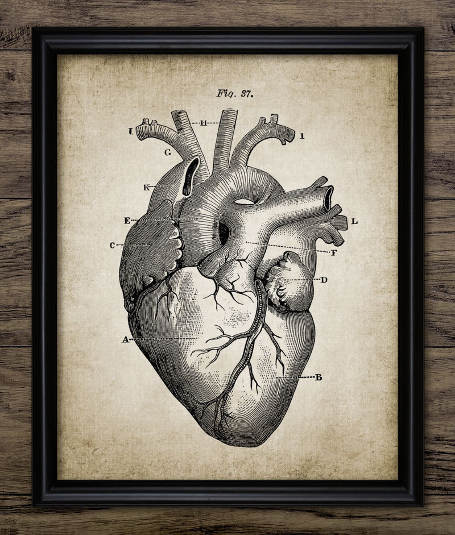 Heart Wall Art Print Human Heart Anatomy Heart Print Etsy