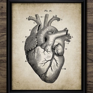 Arte de pared con forma de corazón, cardiología imprimible, anatomía humana, biología humana, estudiante de medicina, médico, salud cardiovascular n.° 344 DESCARGA INSTANTÁNEA