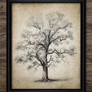 Autumn Oak Tree Drawing Wall Art, Printable Oak Tree, Fall Forest Art, Autumn Woodland, Vintage Botanical Wall Art #4410 INSTANT DOWNLOAD