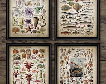 Vintage Bathroom Wall Art Set Of 4, Printable Bathroom Art, Oceanography Print, Marine Biology Art, Seashell, Fish #3778 INSTANT DOWNLOAD