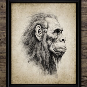 May include: A black and white pencil drawing of a primate's head and shoulders, with a textured background.