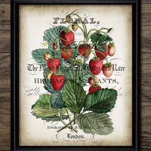 Vintage Strawberries Print - Strawberry Illustration - Kitchen Strawberries Decor - Botanical - Single Print #1088 - INSTANT DOWNLOAD