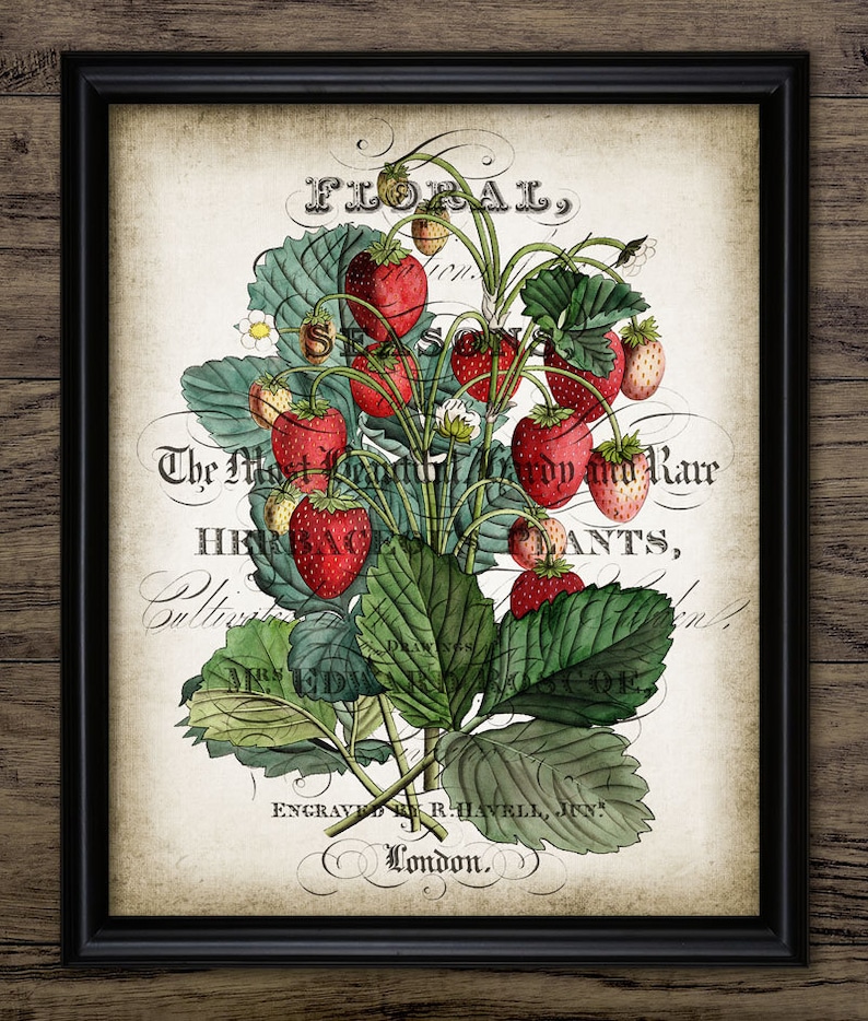 Vintage Strawberries Print Strawberry Illustration Kitchen Etsy