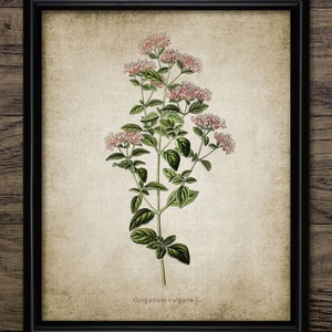 Oregano Herb Wall Art, Printable Oregano Herbs, Herb Plant, Vintage Botanical Kitchen, Rustic Kitchen, Cooking Herb Art #20 INSTANT DOWNLOAD