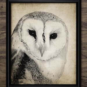 Barn Owl Pencil Drawing, Printable Barn Owl, Barn Owl Decor, Barn Owl Bird, Raptor, Pencil Drawing Wall Art #640 - INSTANT DOWNLOAD
