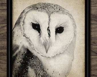 Schleiereule Bleistift Zeichnung, Schleiereule, Schleiereule Dekor, Schleiereule Vogel, Raptor, Bleistift Zeichnung #640 - INSTANT DOWNLOAD