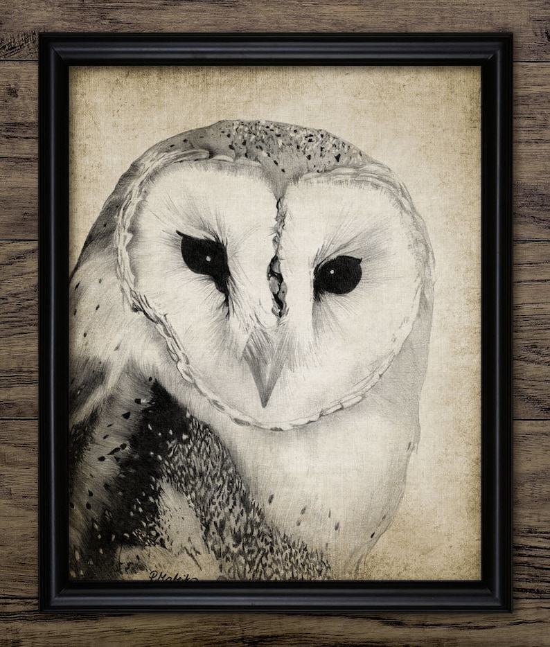 Barn Owl Pencil Drawing, Printable Barn Owl, Barn Owl Decor, Barn Owl