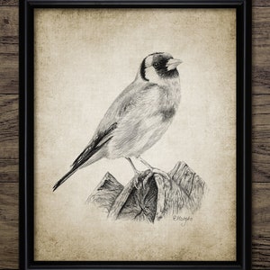 Goldfinch Pencil Drawing, Printable Goldfinch Drawing, Goldfinch Bird Decor, Goldfinch Wall Art, Cute Bird Wall Art #3377 INSTANT DOWNLOAD