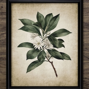Tree Blossom Wall Art, Printable Vintage Botany, White Flower, Green Leaves, Antique Botanical, Shrub, Living Room #675 INSTANT DOWNLOAD