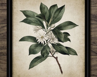Tree Blossom Wall Art, Printable Vintage Botany, White Flower, Green Leaves, Antique Botanical, Shrub, Living Room #675 INSTANT DOWNLOAD