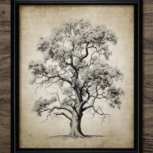 Autumn Oak Tree Drawing Wall Art, Printable Oak Tree, Fall Forest Art, Autumn Woodland, Vintage Botanical Wall Art #4409 INSTANT DOWNLOAD